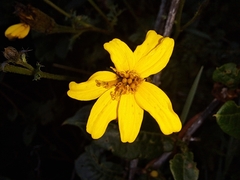 Tagetes zypaquirensis
