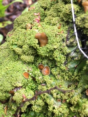 Pseudocyphellaria glabra
