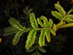 Tagetes zypaquirensis