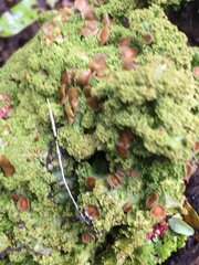 Pseudocyphellaria glabra