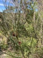 Casuarina glauca