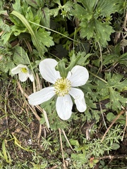 Anemone
