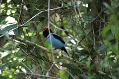 Chiroxiphia caudata