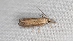 Culladia cuneiferellus