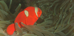 Amphiprion biaculeatus