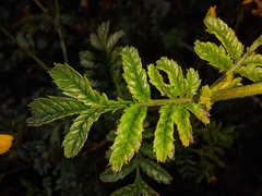 Tagetes zypaquirensis
