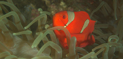 Amphiprion biaculeatus