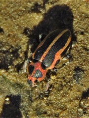 Eudiagogus pulcher