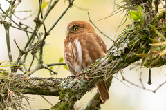 Glaucidium brasilianum
