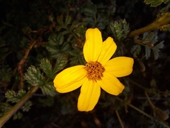 Tagetes zypaquirensis