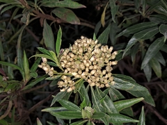 Baccharis latifolia