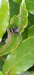 Phiale roburifoliata