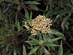 Baccharis latifolia