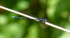 Argia elongata