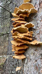 Laetiporus conifericola