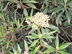 Baccharis latifolia