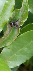 Phiale roburifoliata