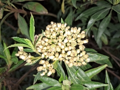 Baccharis latifolia