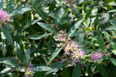 Decodon verticillatus