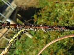 Aphis gossypii