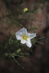 Nierembergia linariifolia