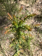 Epacris pulchella