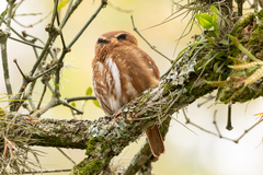 Glaucidium brasilianum