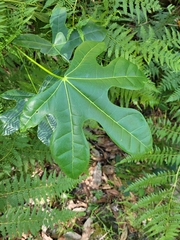Brachychiton acerifolius