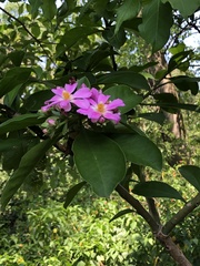 Pereskia grandifolia