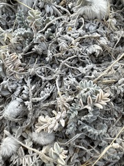 Astragalus utahensis