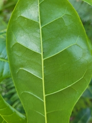 Brachychiton acerifolius