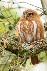 Glaucidium brasilianum