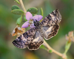 Chiomara georgina