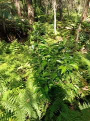 Citrus × taitensis
