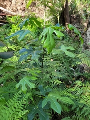 Brachychiton acerifolius