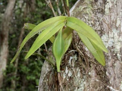 Epidendrum nocturnum
