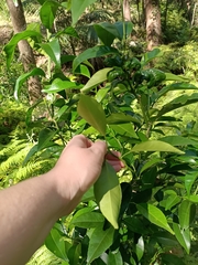 Citrus × taitensis