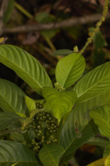 Palicourea racemosa