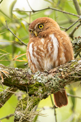 Glaucidium brasilianum