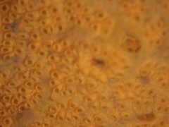 Botrylloides violaceus