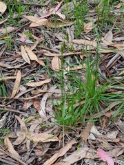 Anthoxanthum odoratum