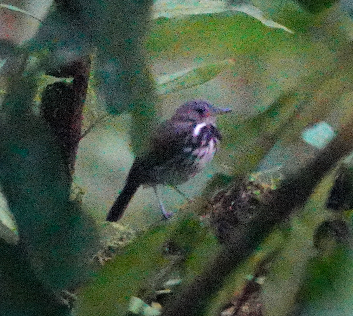 Ringed Antpipit (Corythopis torquatus), photo 8