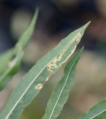 Phytomyza albiceps group