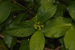 Palicourea racemosa