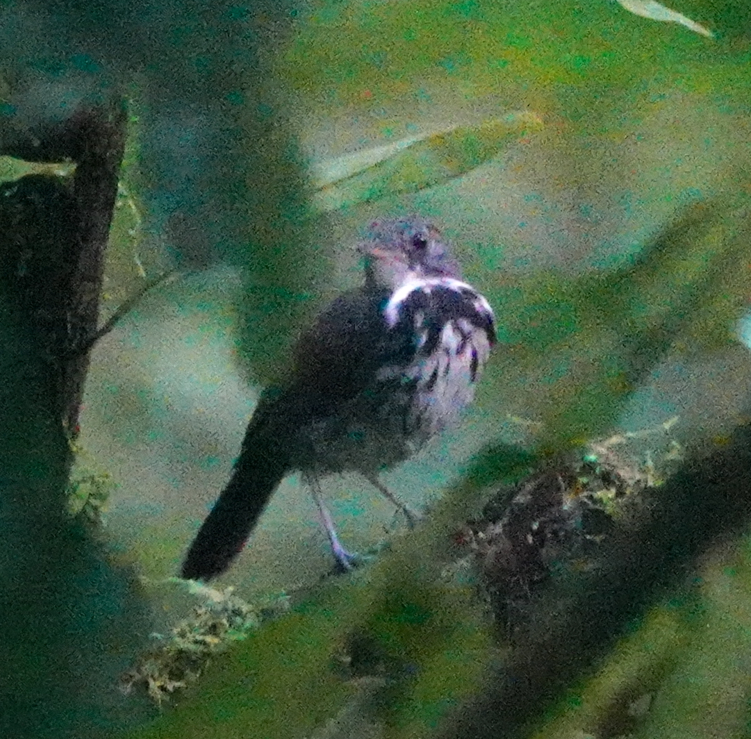 Ringed Antpipit (Corythopis torquatus), photo 9
