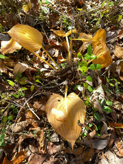Hosta ventricosa