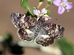 Chiomara georgina