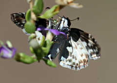 Chiomara georgina
