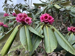 Rhododendron hodgsonii