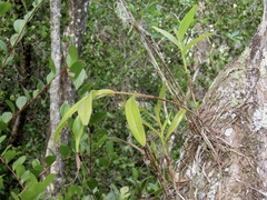 Epidendrum nocturnum